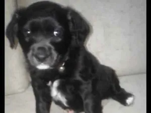 Cachorro raça Sem  idade Abaixo de 2 meses nome Sem nomes 