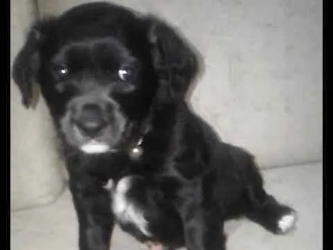Cachorro ra a Sem  idade Abaixo de 2 meses nome Sem nomes 