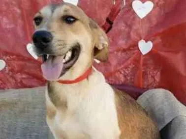 Cachorro ra a SRD idade 7 a 11 meses nome Vitorio e Romeu 