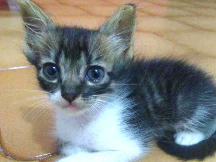 Gato raça SRD idade 2 a 6 meses nome Moacir