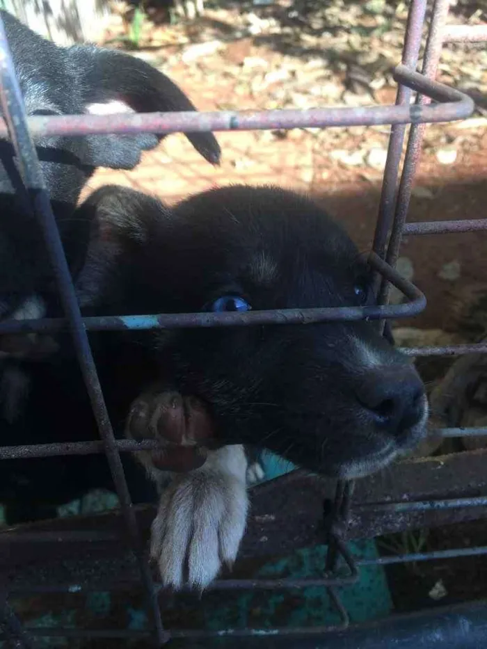Cachorro ra a Pai labrador e mae vira-lata idade 2 a 6 meses nome Phill