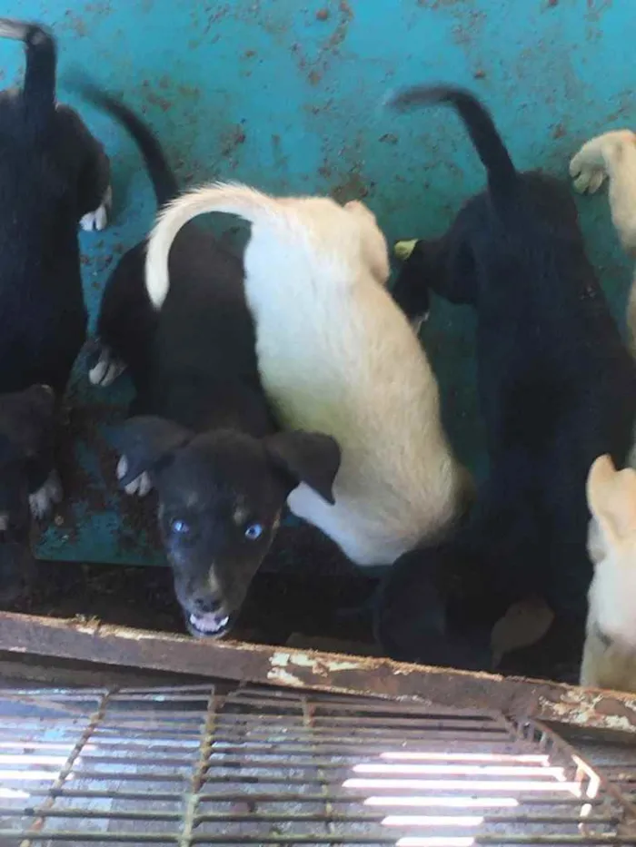 Cachorro ra a Pai labrador e mae vira-lata idade 2 a 6 meses nome Phill