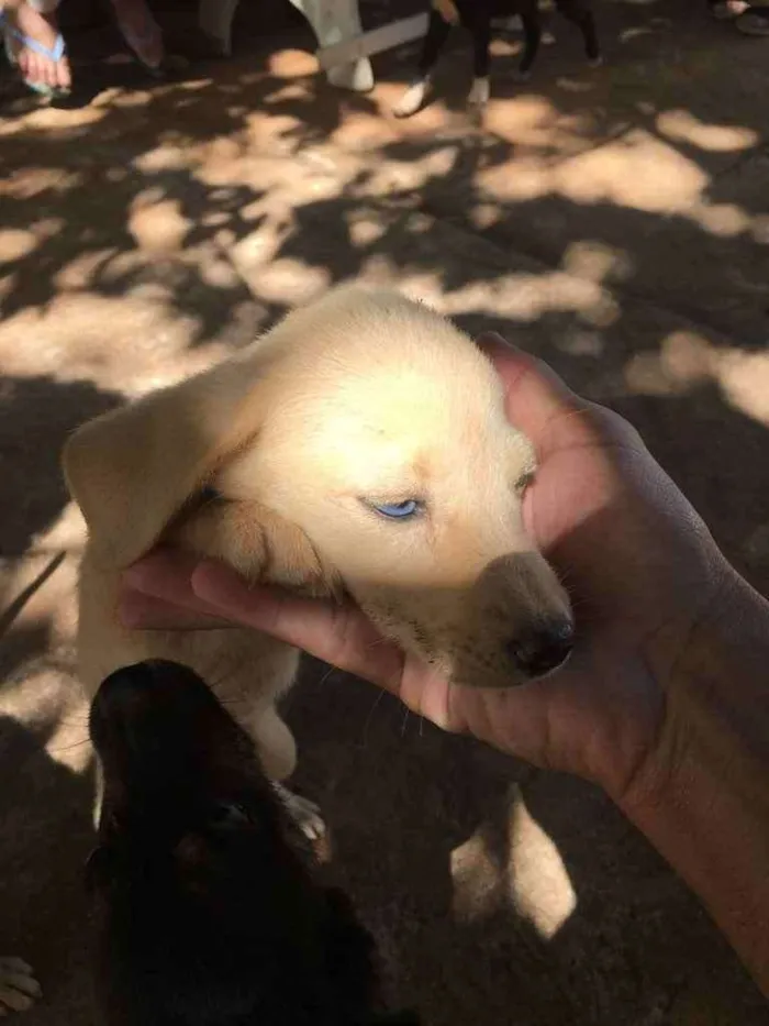 Cachorro ra a Pai labrador e mae vira-lata idade 2 a 6 meses nome Phill