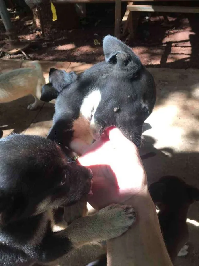 Cachorro ra a Pai labrador e mae vira-lata idade 2 a 6 meses nome Phill