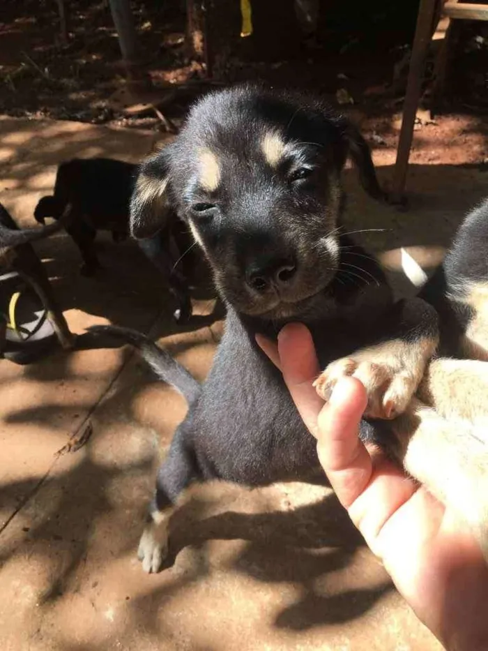 Cachorro ra a Pai labrador e mae vira-lata idade 2 a 6 meses nome Phill