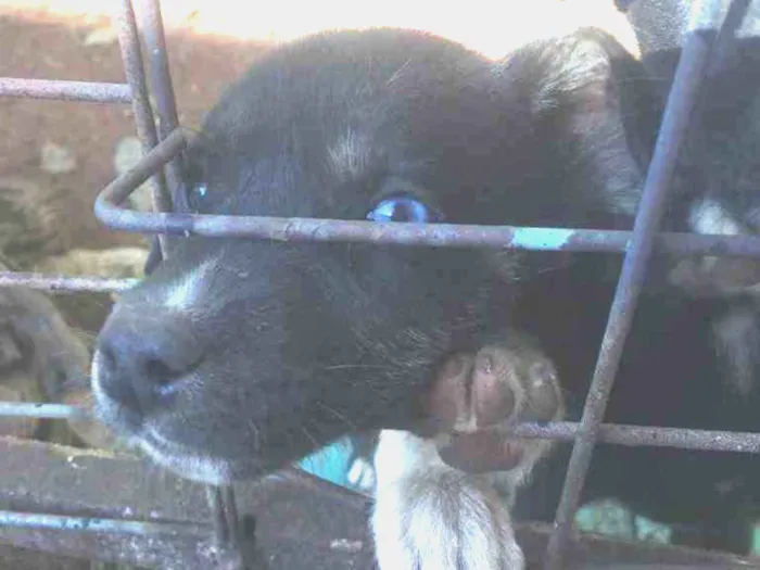 Cachorro ra a Pai labrador e mae vira-lata idade 2 a 6 meses nome Phill
