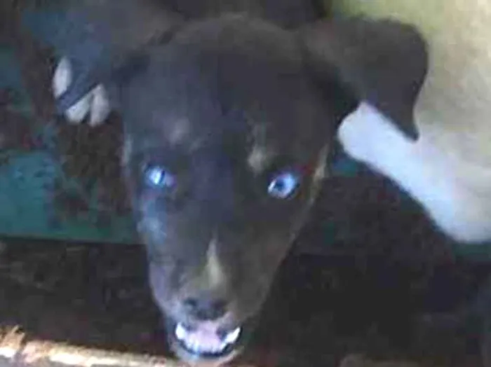 Cachorro ra a Pai labrador e mae vira-lata idade 2 a 6 meses nome Phill