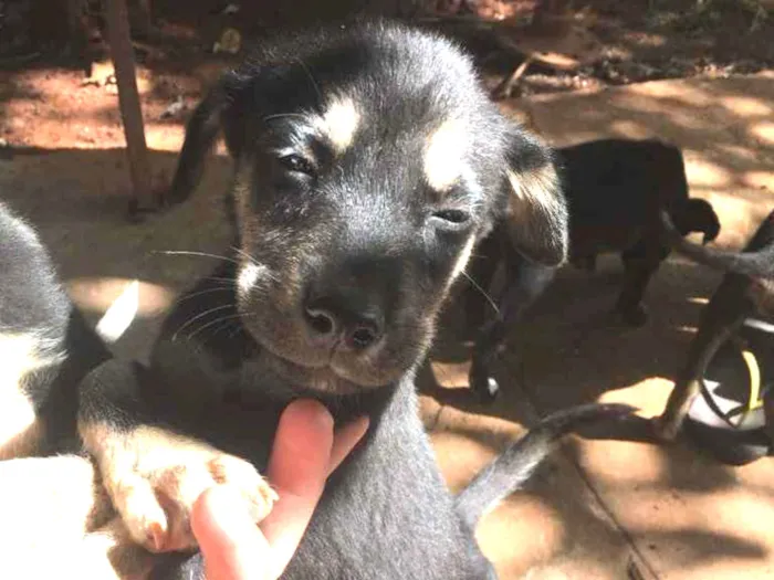 Cachorro ra a Pai labrador e mae vira-lata idade 2 a 6 meses nome Phill