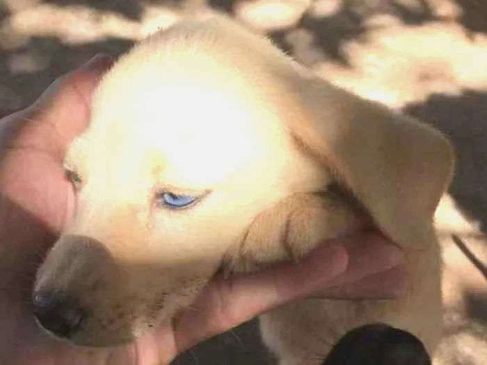 Cachorro ra a Pai labrador e mae vira-lata idade 2 a 6 meses nome Phill