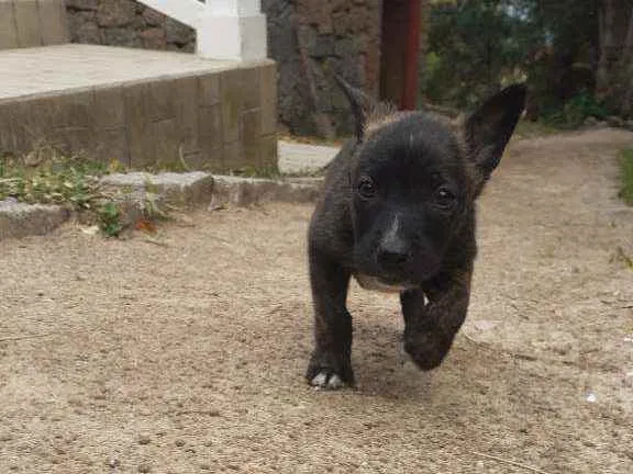 Cachorro ra a Pitbull com Golden idade Abaixo de 2 meses nome Fiona