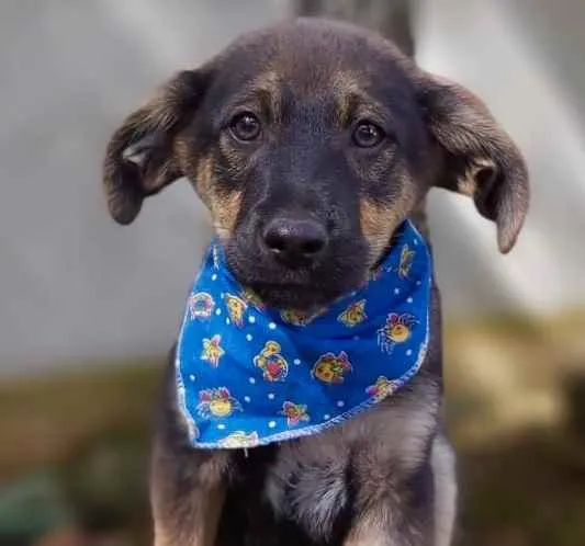 Cachorro ra a Srd idade 2 a 6 meses nome Onã
