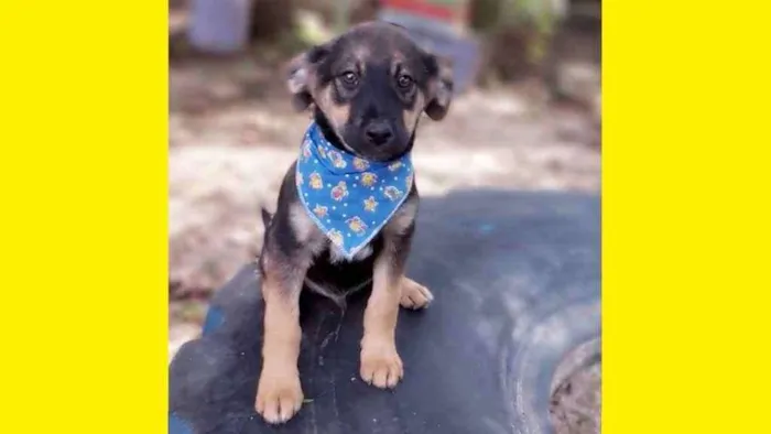 Cachorro ra a Srd idade 2 a 6 meses nome Onã