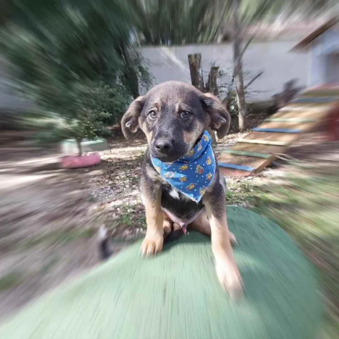 Cachorro ra a Srd idade 2 a 6 meses nome Onã