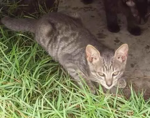Gato ra a Rnd idade Abaixo de 2 meses nome Não tem