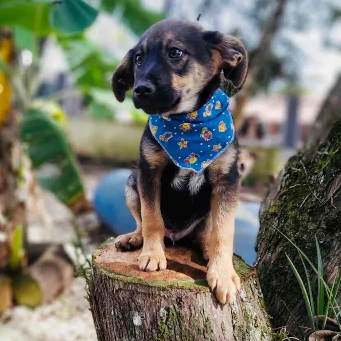 Cachorro ra a Srd idade 2 a 6 meses nome Onã