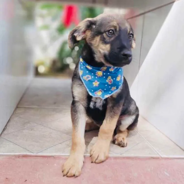 Cachorro ra a Srd idade 2 a 6 meses nome Onã
