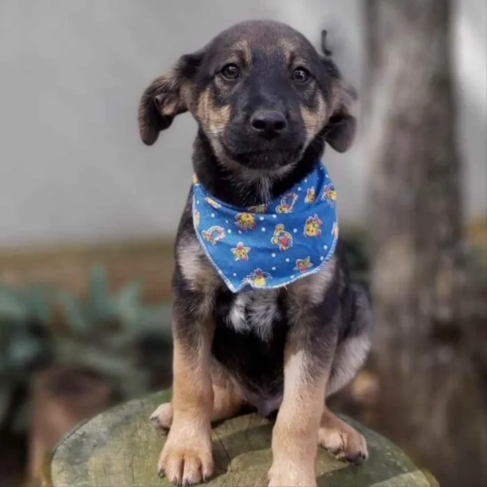 Cachorro ra a Srd idade 2 a 6 meses nome Onã