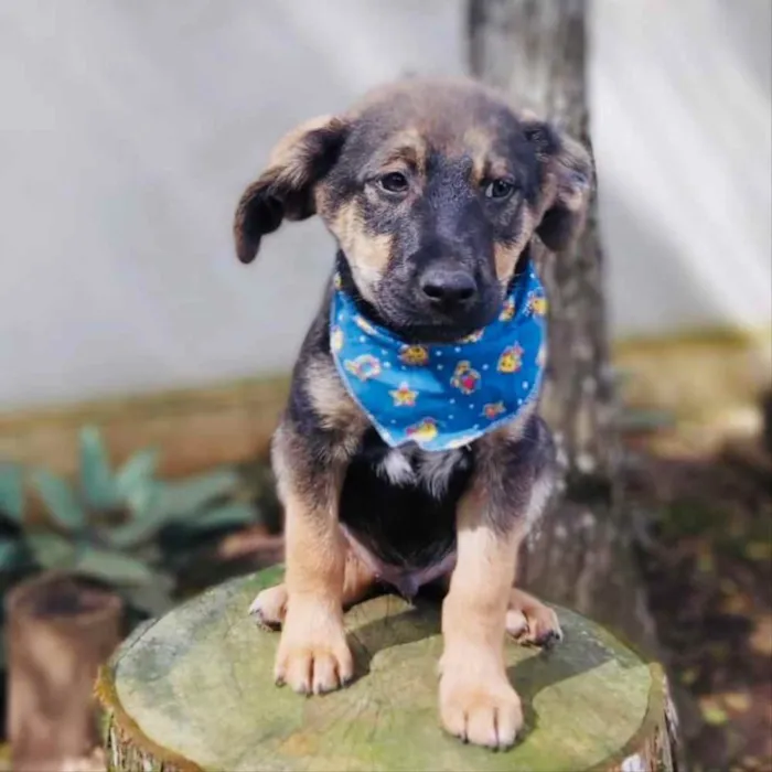 Cachorro ra a Srd idade 2 a 6 meses nome Onã