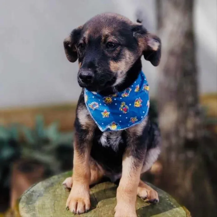 Cachorro ra a Srd idade 2 a 6 meses nome Onã