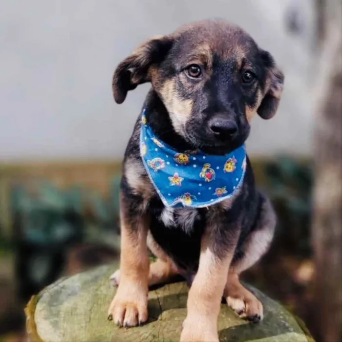 Cachorro ra a Srd idade 2 a 6 meses nome Onã