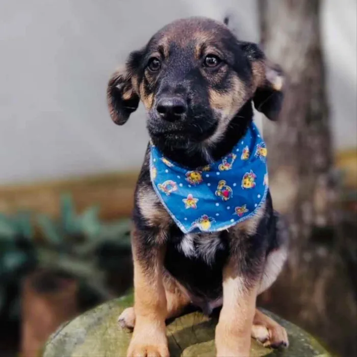 Cachorro ra a Srd idade 2 a 6 meses nome Onã