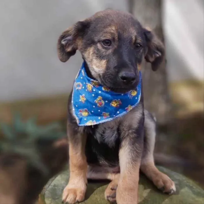 Cachorro ra a Srd idade 2 a 6 meses nome Onã