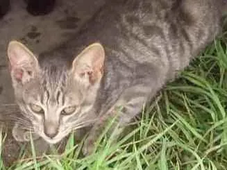 Gato ra a Rnd idade Abaixo de 2 meses nome Não tem