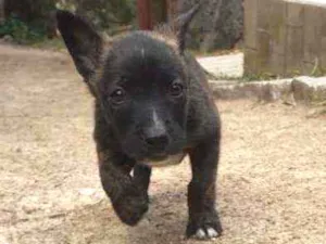 Cachorro raça Pitbull com Golden idade Abaixo de 2 meses nome Fiona