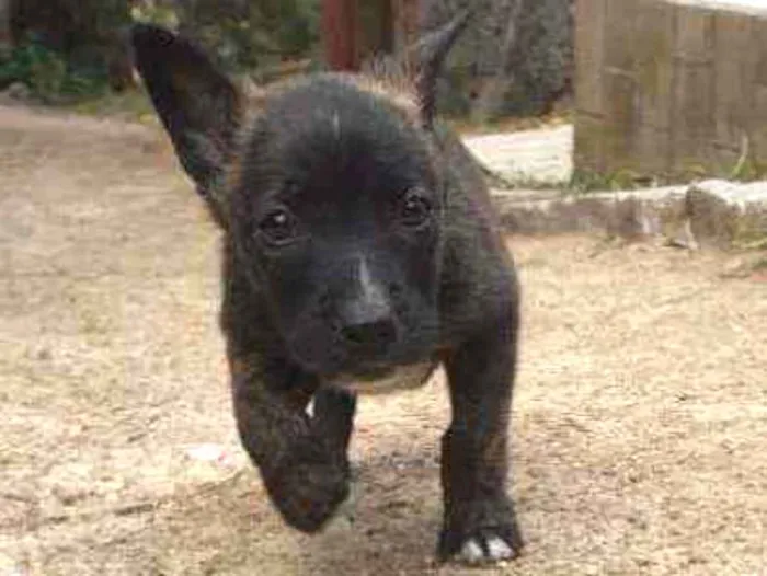 Cachorro ra a Pitbull com Golden idade Abaixo de 2 meses nome Fiona