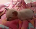 Miau