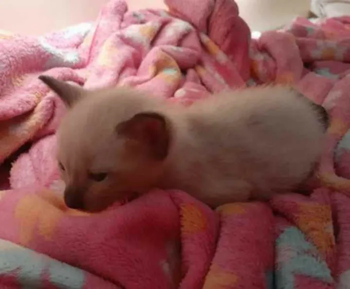 Gato raça Vira lata  idade 2 a 6 meses nome Miau