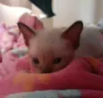 Miau