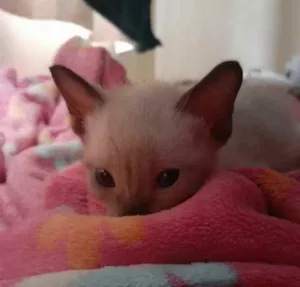 Gato raça Vira lata  idade 2 a 6 meses nome Miau