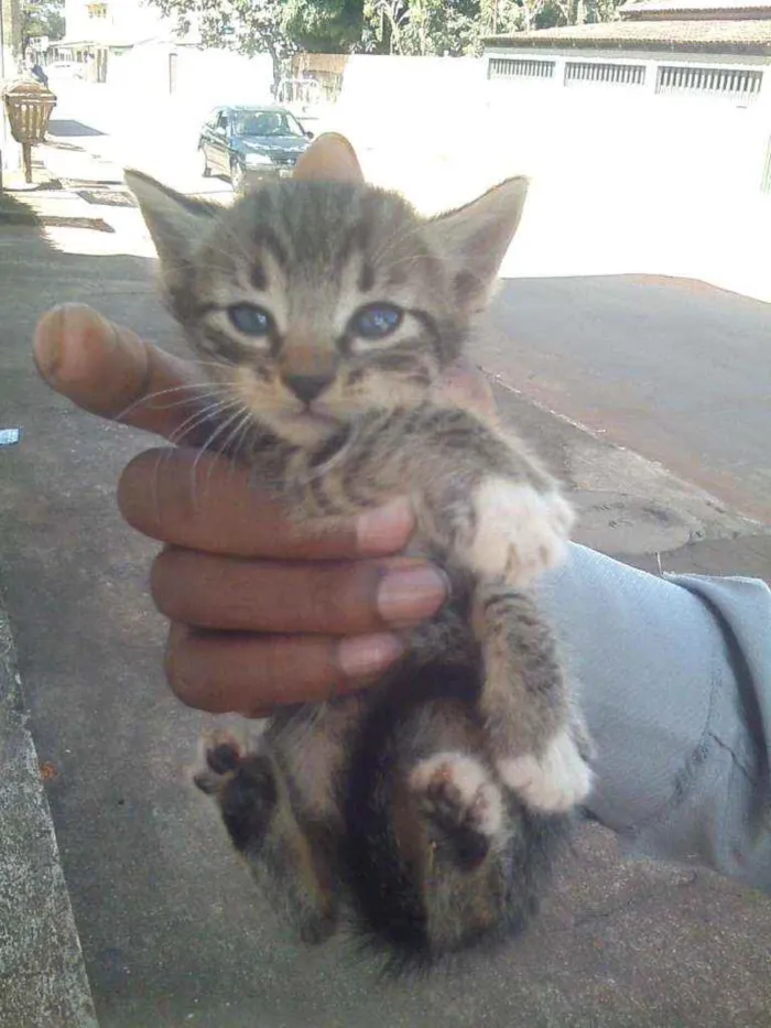 Gato ra a Rsd idade Abaixo de 2 meses nome Sem nomes