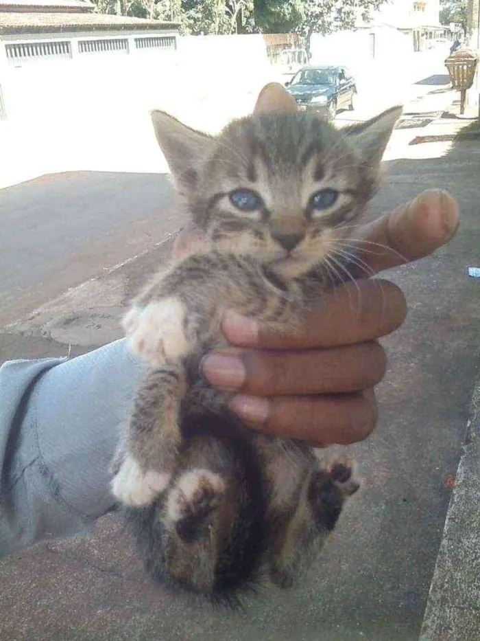 Gato ra a Rsd idade Abaixo de 2 meses nome Sem nomes