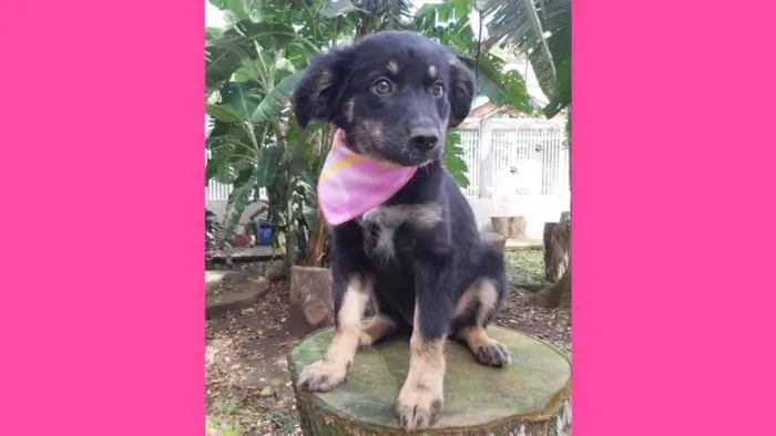 Cachorro ra a Srd idade 2 a 6 meses nome Lia