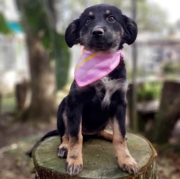 Cachorro ra a Srd idade 2 a 6 meses nome Lia