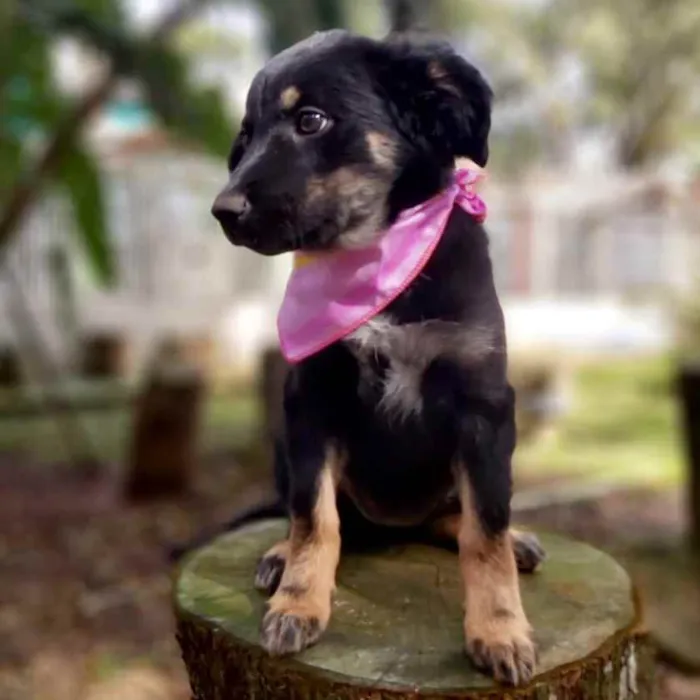 Cachorro ra a Srd idade 2 a 6 meses nome Lia