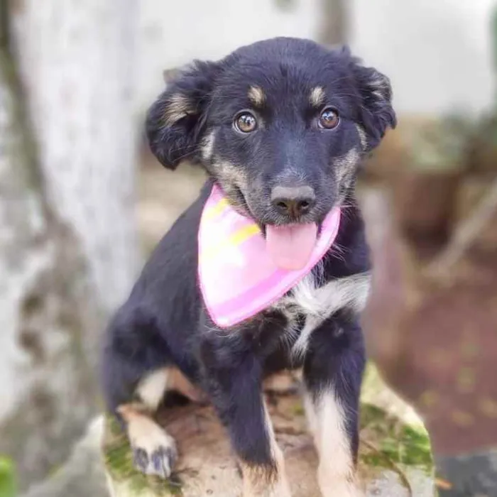 Cachorro ra a Srd idade 2 a 6 meses nome Lia