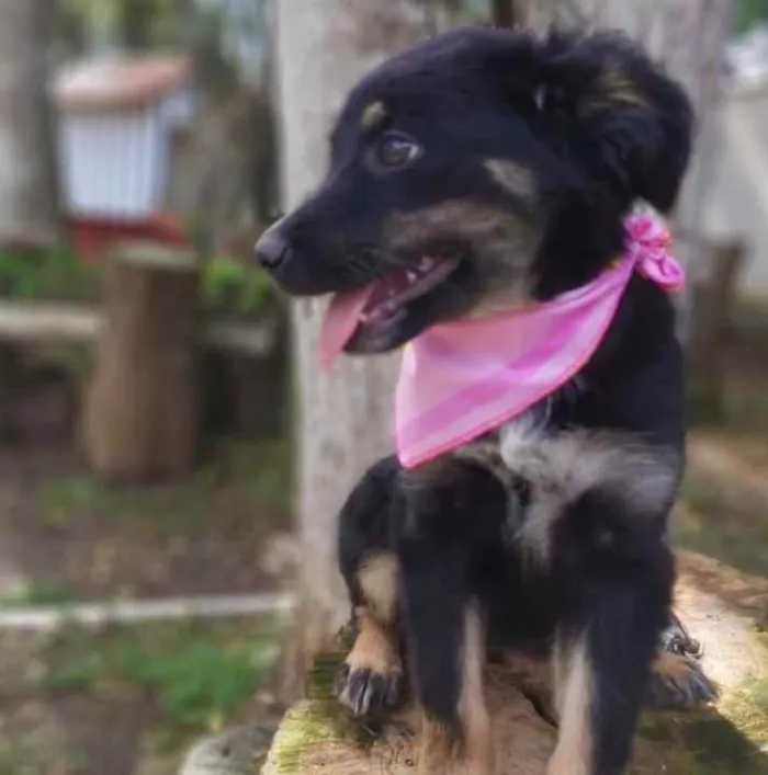 Cachorro ra a Srd idade 2 a 6 meses nome Lia