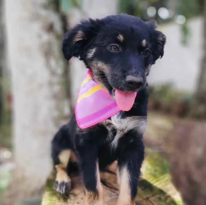 Cachorro ra a Srd idade 2 a 6 meses nome Lia