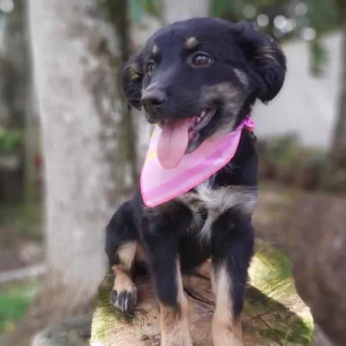 Cachorro ra a Srd idade 2 a 6 meses nome Lia