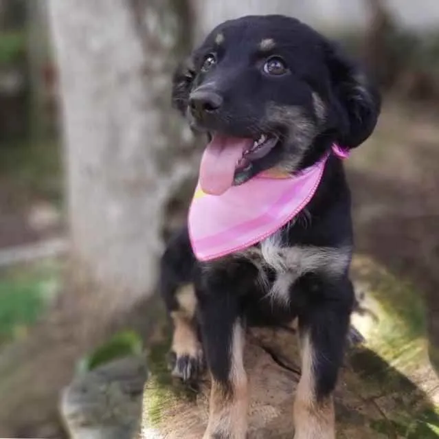 Cachorro ra a Srd idade 2 a 6 meses nome Lia