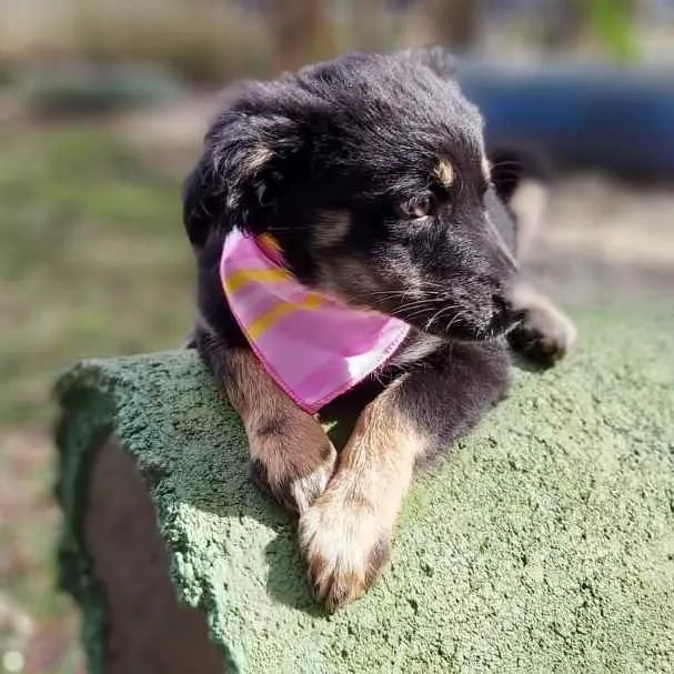 Cachorro ra a Srd idade 2 a 6 meses nome Lia