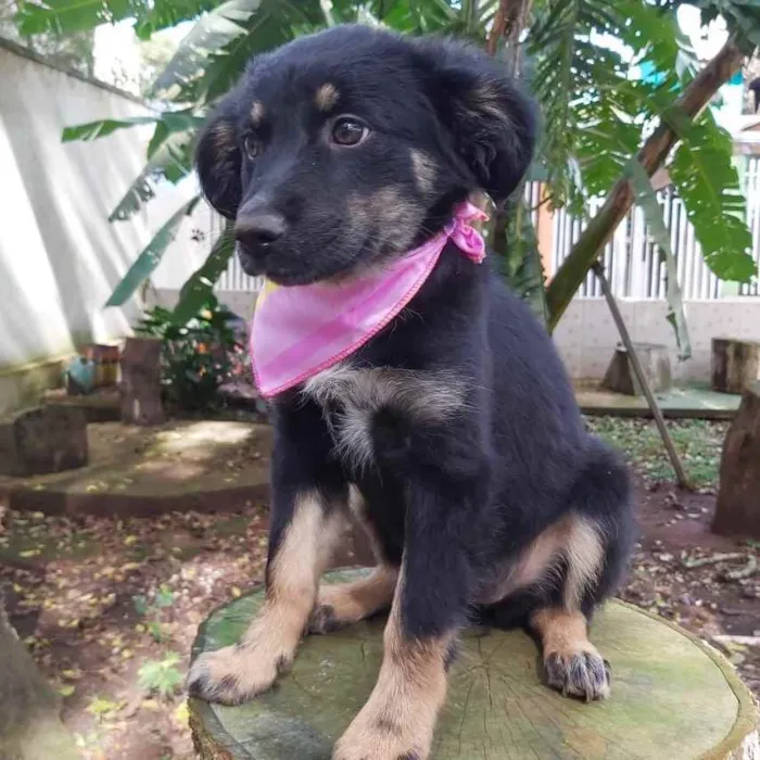 Cachorro ra a Srd idade 2 a 6 meses nome Lia