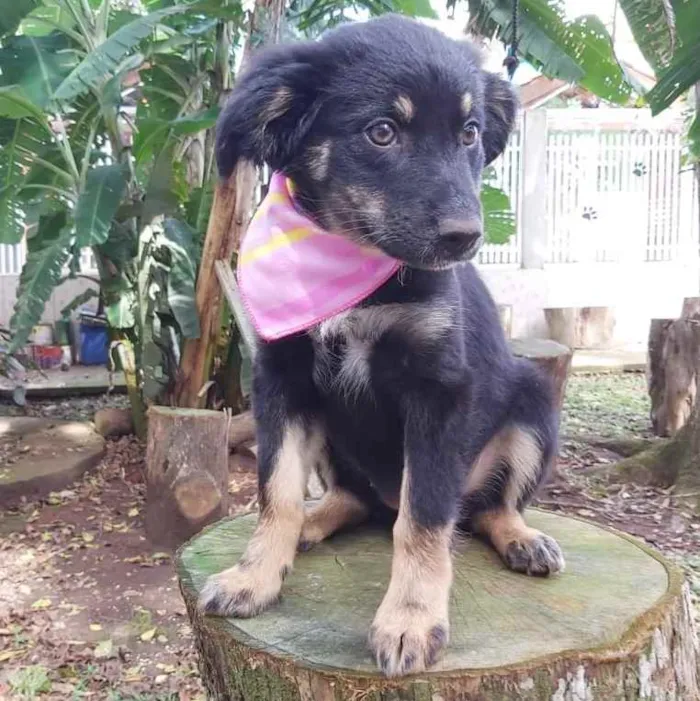 Cachorro ra a Srd idade 2 a 6 meses nome Lia