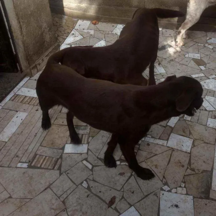 Cachorro ra a Labrador idade 3 anos nome Princesa e luna