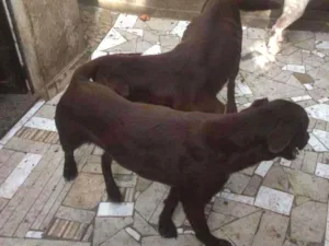 Cachorro raça Labrador idade 3 anos nome Princesa e luna