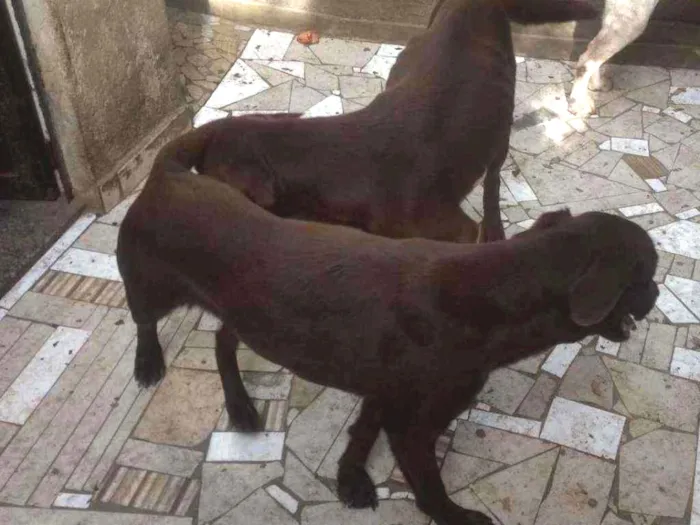 Cachorro ra a Labrador idade 3 anos nome Princesa e luna