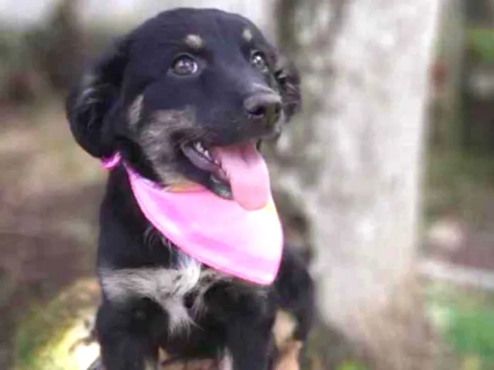 Cachorro ra a Srd idade 2 a 6 meses nome Lia